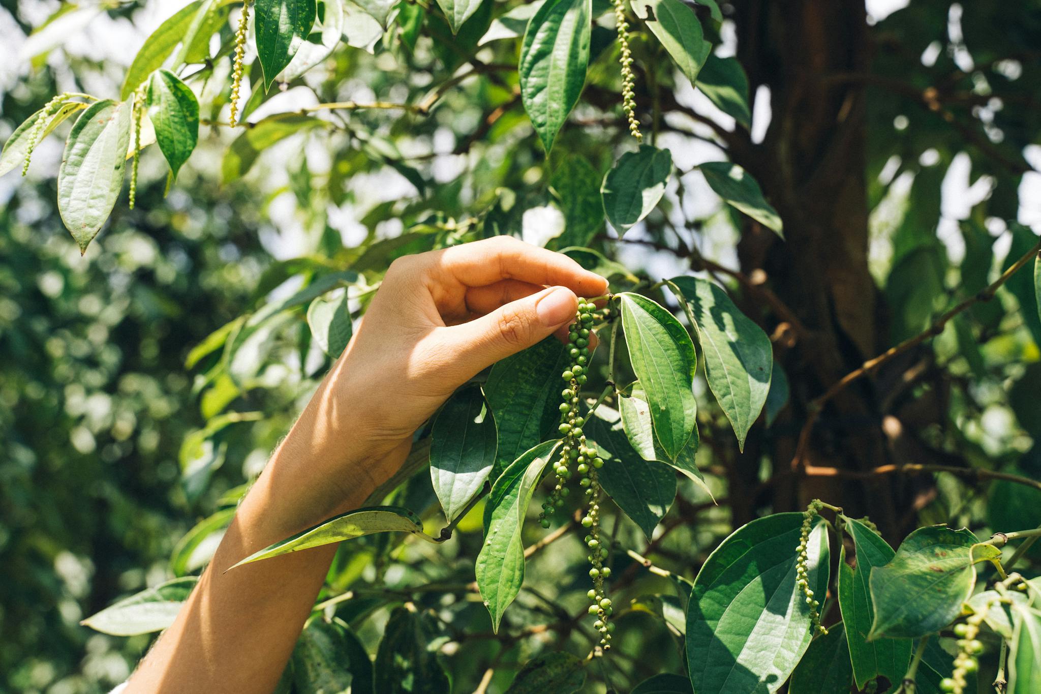 A close-up view of a hand harvesting green peppercorns from a lush plant.